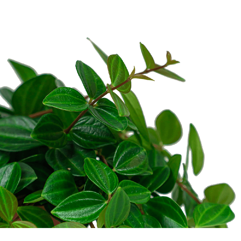 Peperomia Rocca Scuro