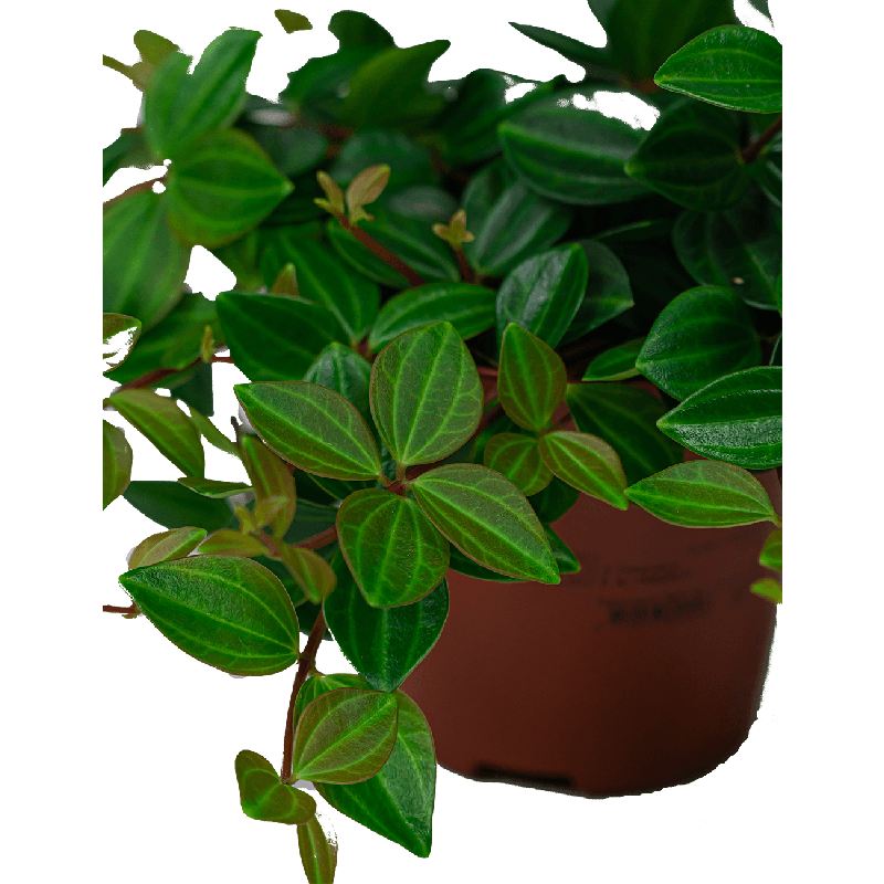 Peperomia Rocca Scuro