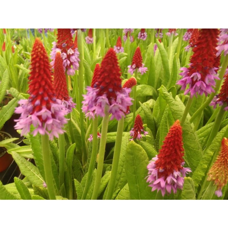 Primula vialii 