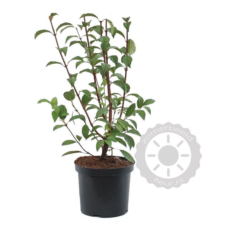 Viburnum Charles Lamont