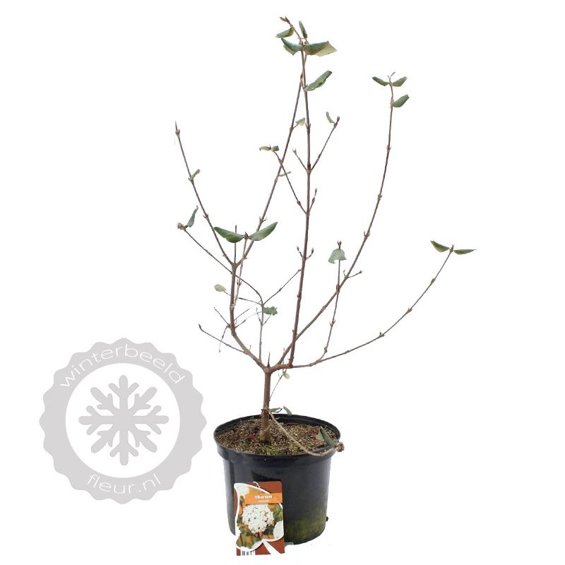 Viburnum burkwoodii 