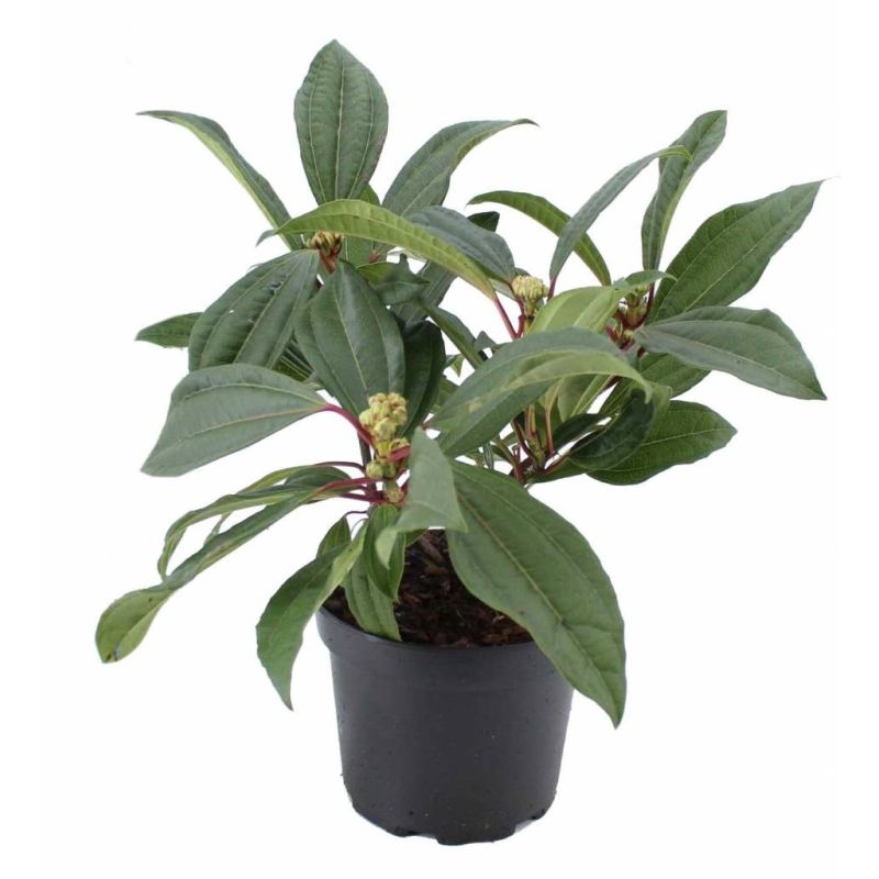 Viburnum davidii 