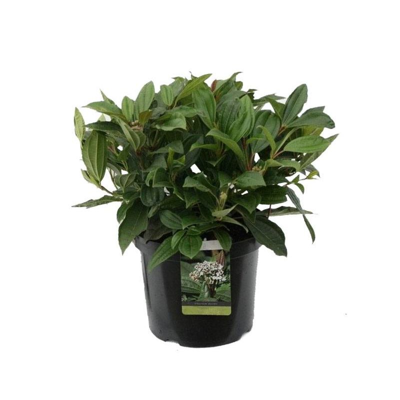 Viburnum davidii 