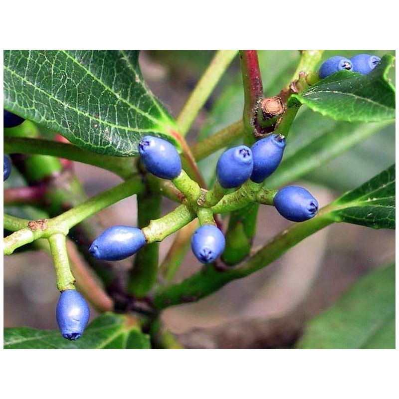 Viburnum davidii 