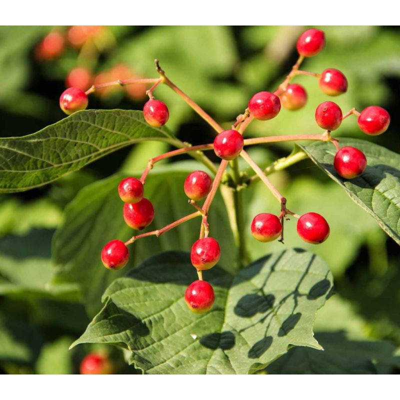 Viburnum Eskimo