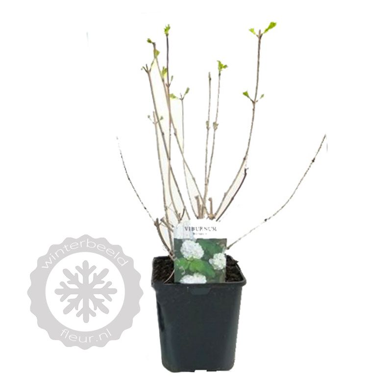 Viburnum Roseum