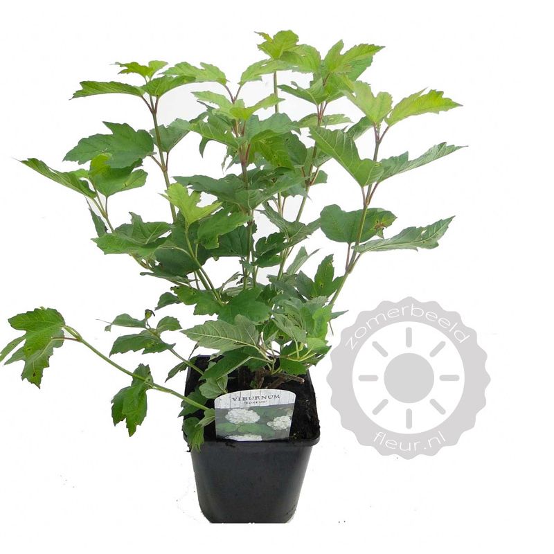 Viburnum Roseum