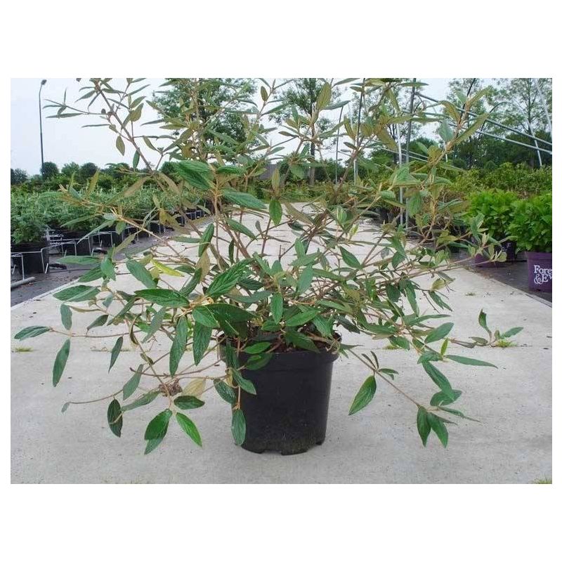 Viburnum Pragense