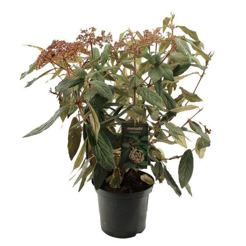 Viburnum rhytidophyllum 
