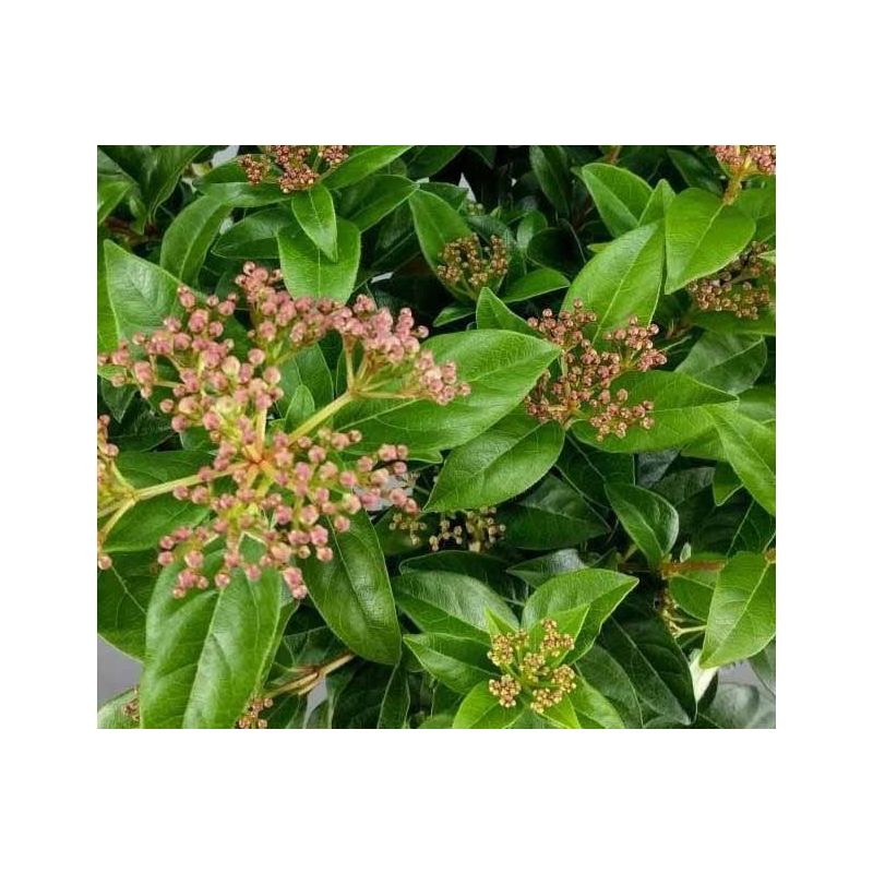 Viburnum Eve Price op stam