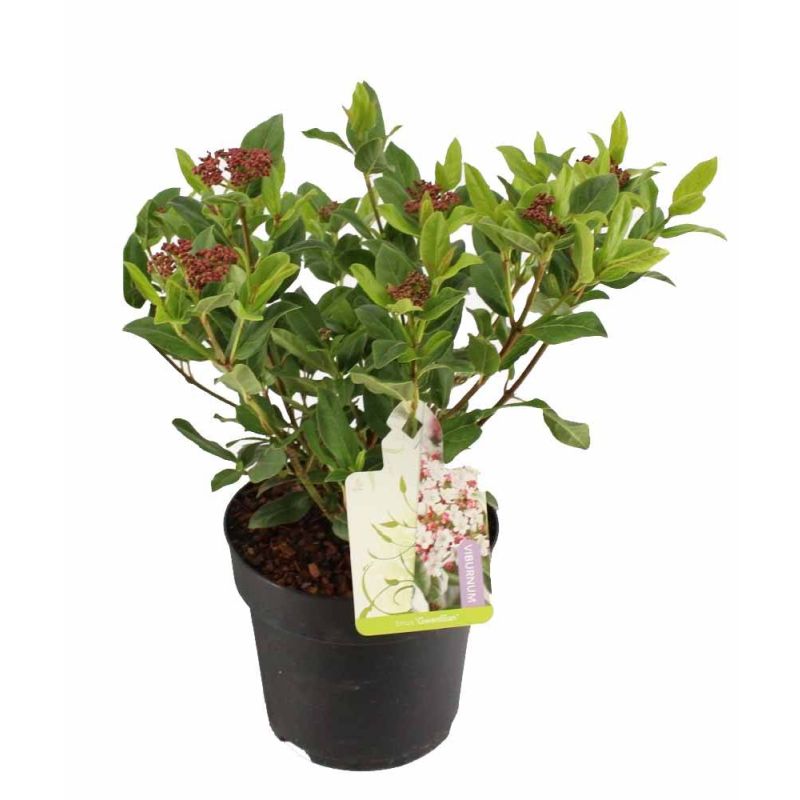 Viburnum Gwenllian