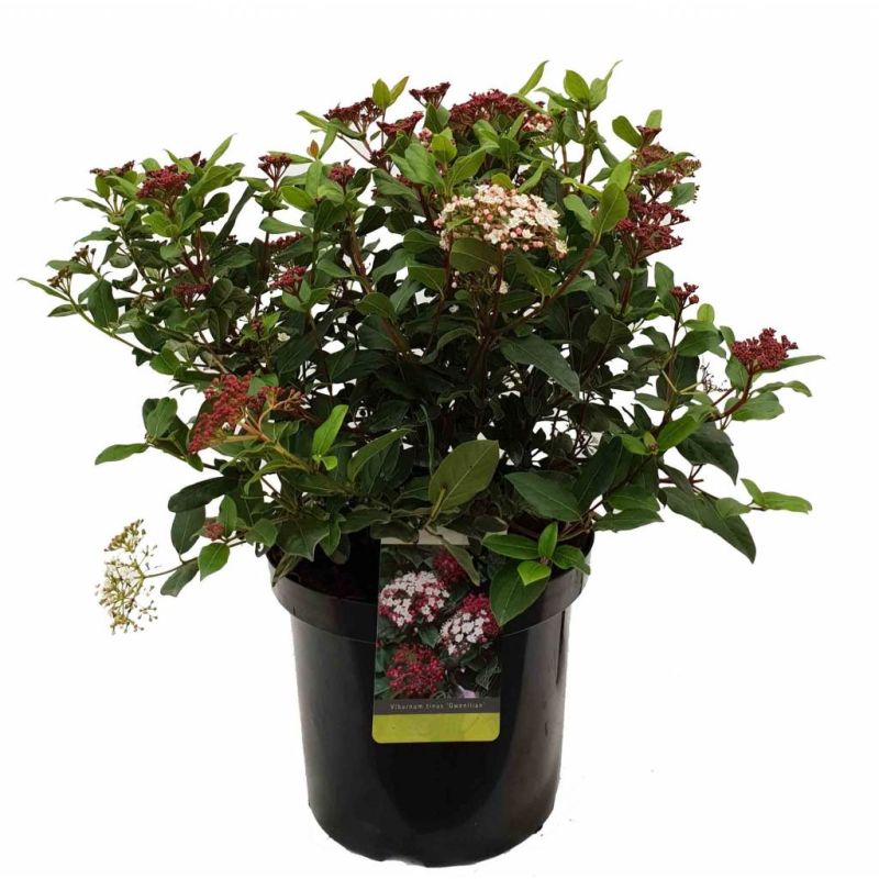 Viburnum Gwenllian