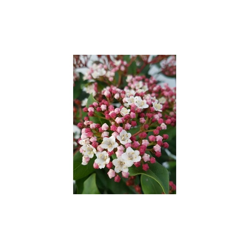 Viburnum Gwenllian