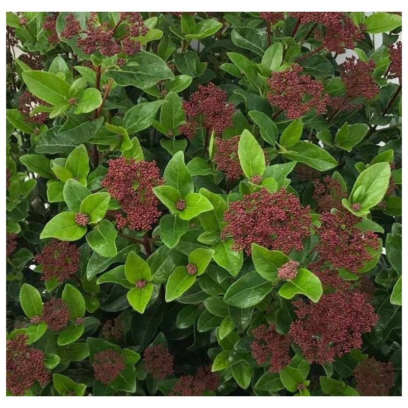Viburnum Lisa Rose