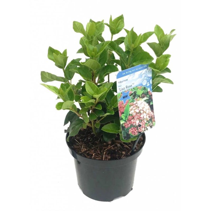 Viburnum Lisa Rose