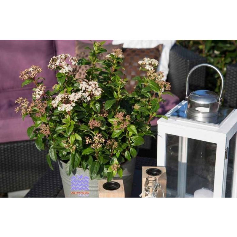 Viburnum tinus