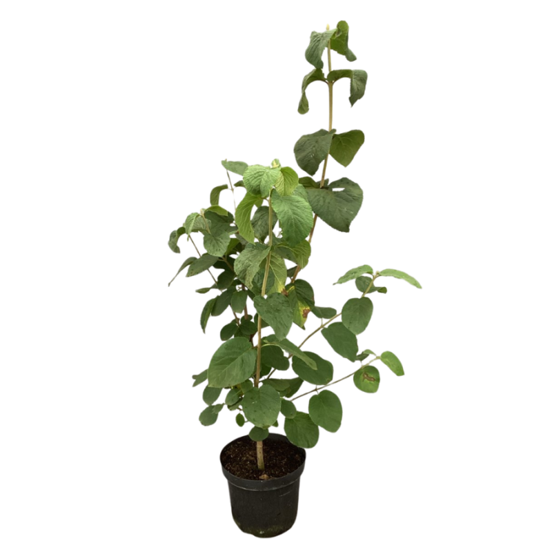 Viburnum lantana