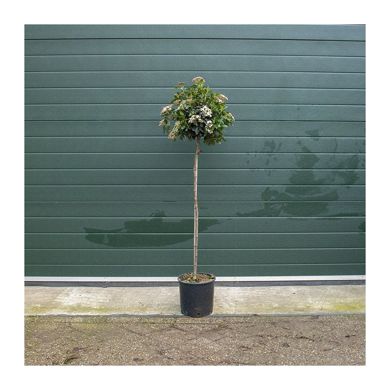 Viburnum tinus