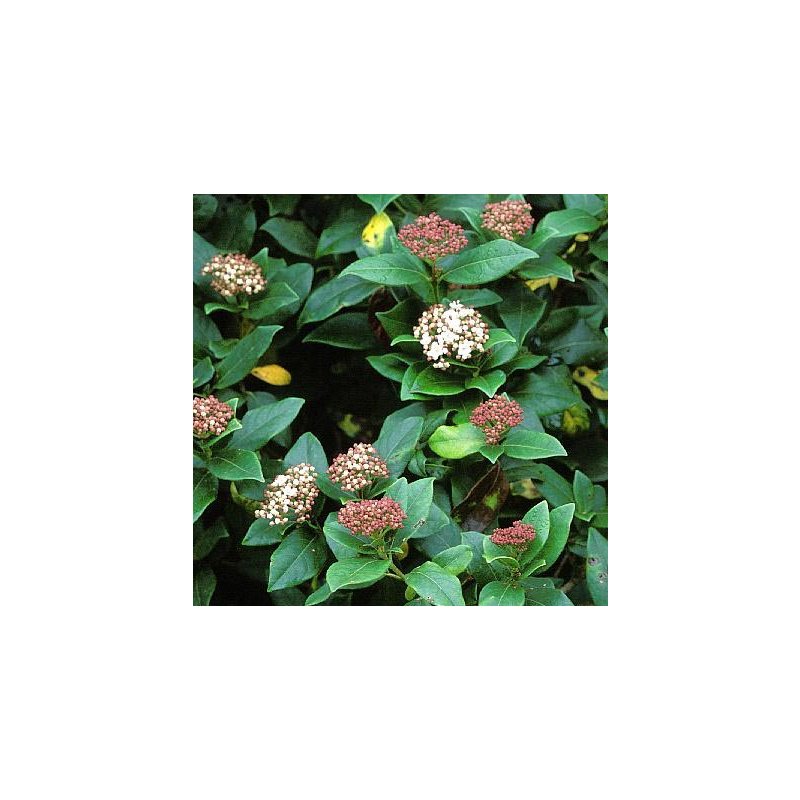 Viburnum tinus
