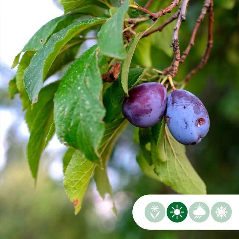Prunus Victoria - leiboom laagstam