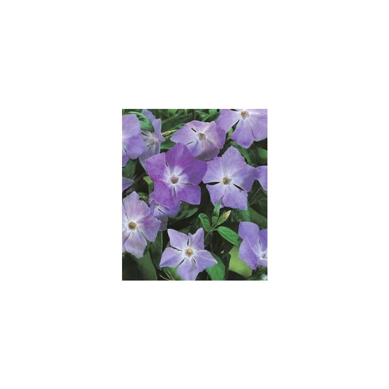 Vinca major