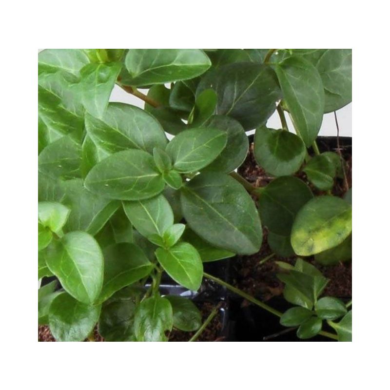Vinca major