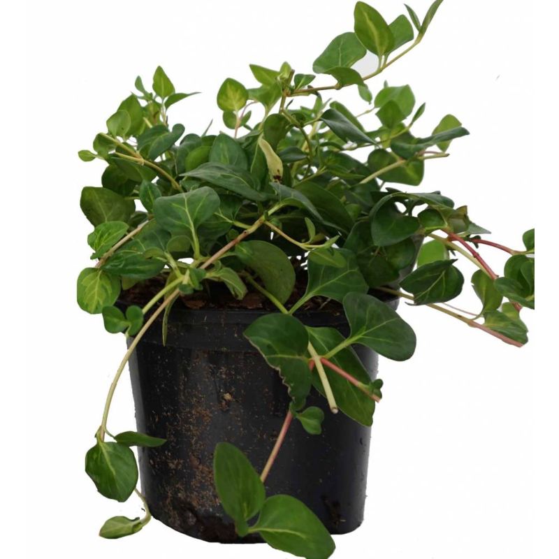Vinca major