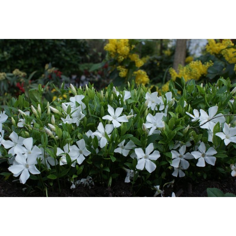 Vinca Alba