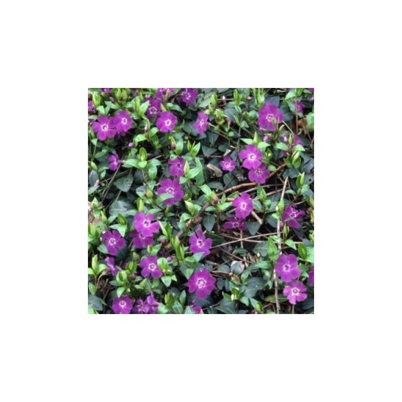 Vinca Atropurpurea 
