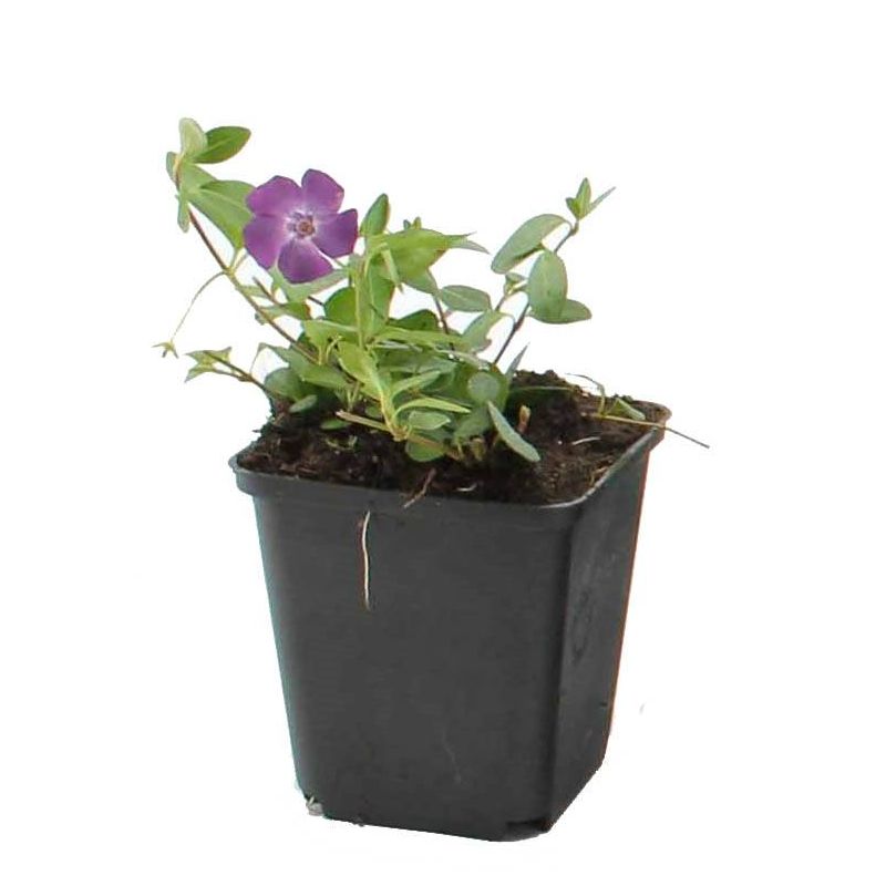 Vinca Atropurpurea 