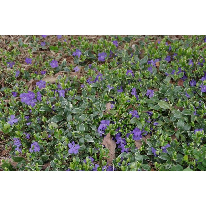 Vinca Ralph Shugert