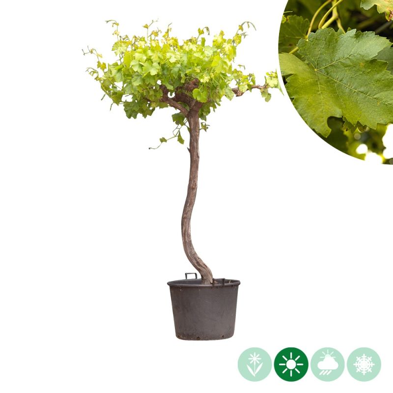 Vitis vinifera - dakvorm