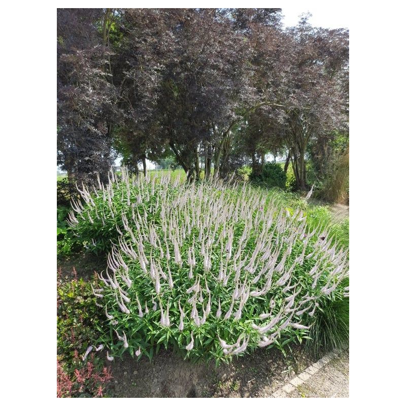 Veronicastrum virginicum 