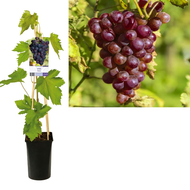 Vitis Heike
