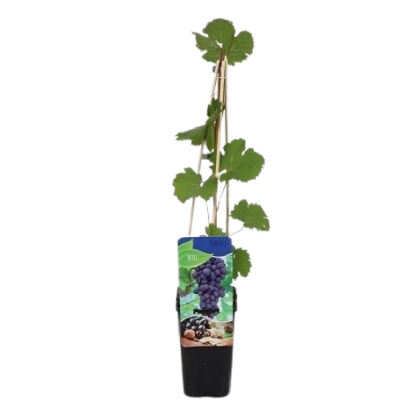 Vitis Rondo