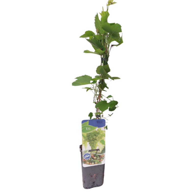 Vitis White