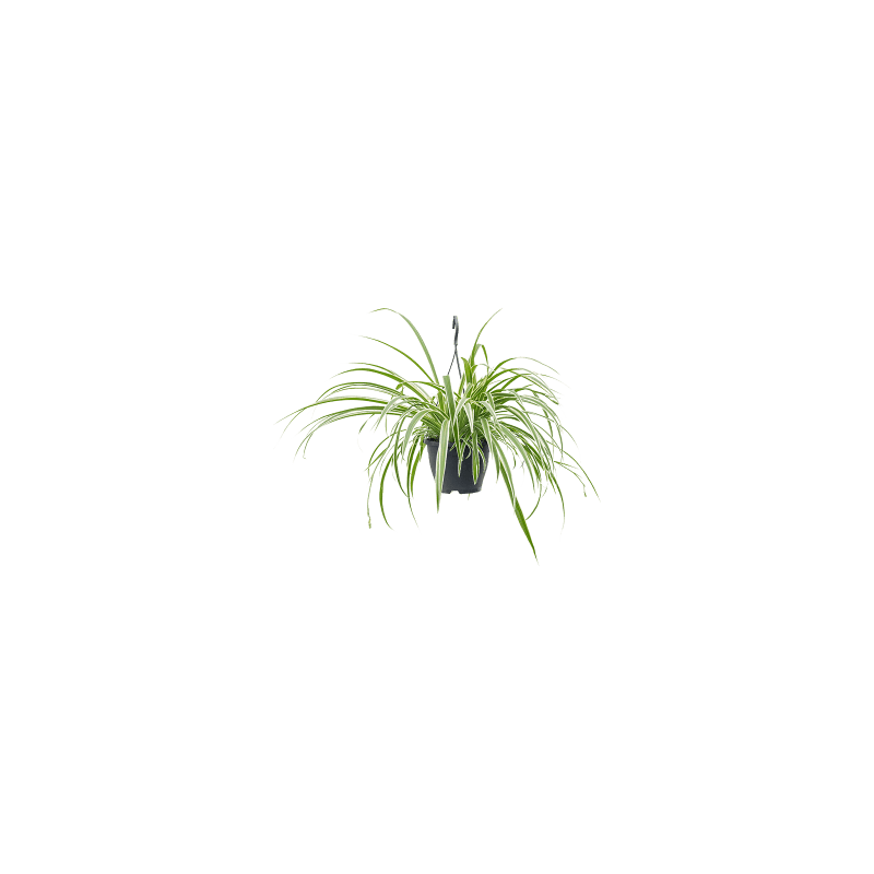 Chlorophytum comosum vittatum