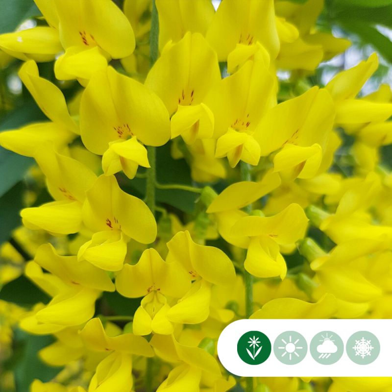 Laburnum Vossii - leiboom