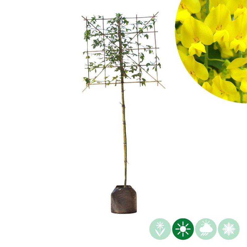 Laburnum Vossii - leiboom