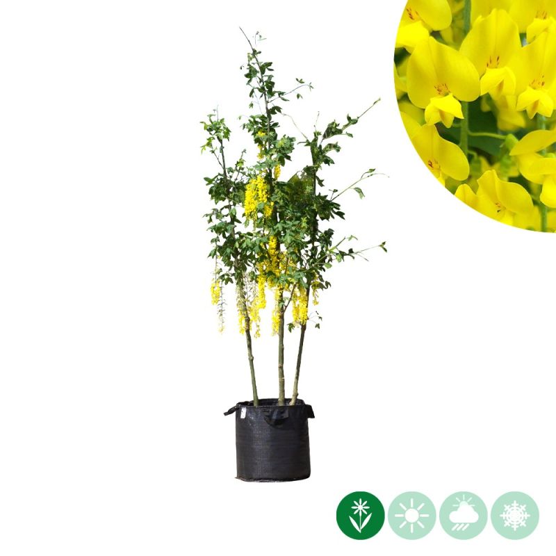 Laburnum Vossii - meerstammig