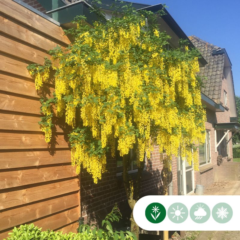 Laburnum Vossii - meerstammig