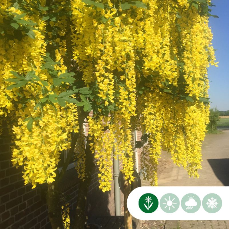 Laburnum Vossii - meerstammig