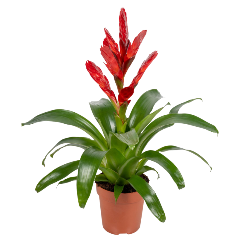 Vriesea Venga