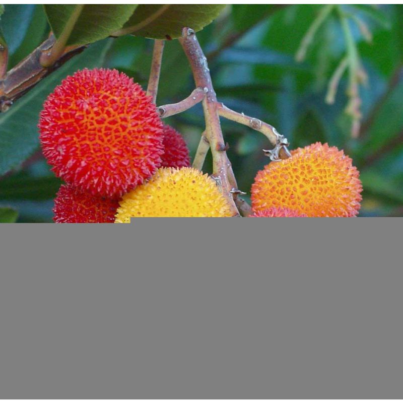 Arbutus unedo
