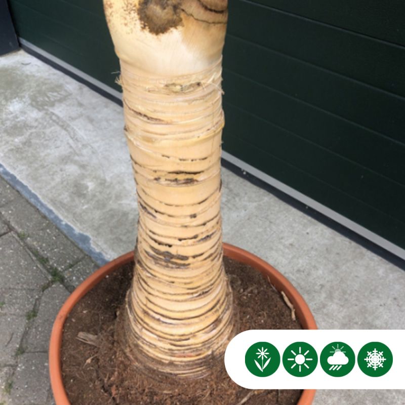 Trachycarpus fortunei - gestripte stam fijn