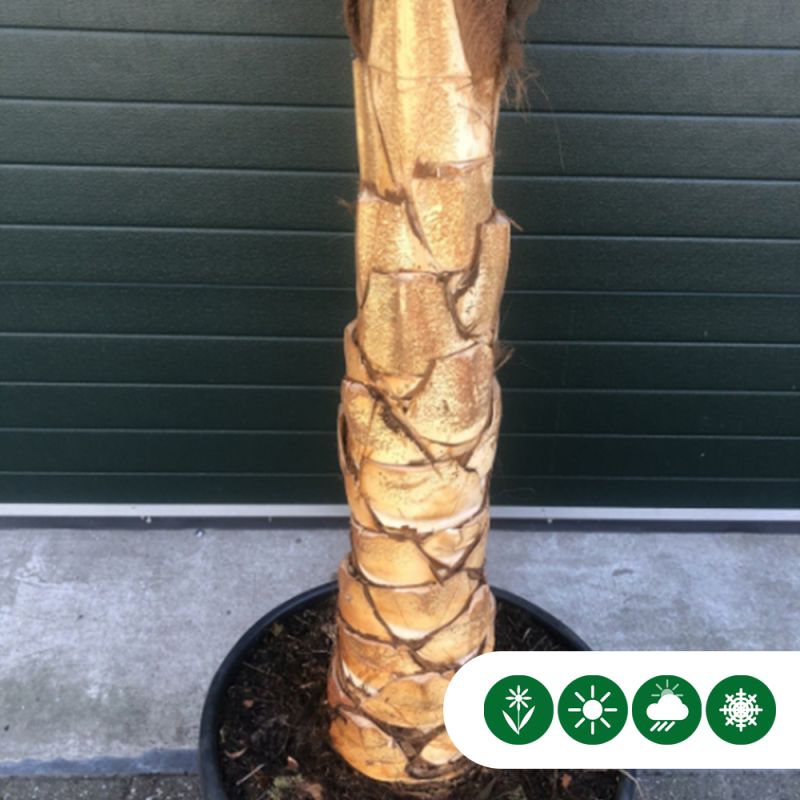 Trachycarpus fortunei - gestripte stam grof