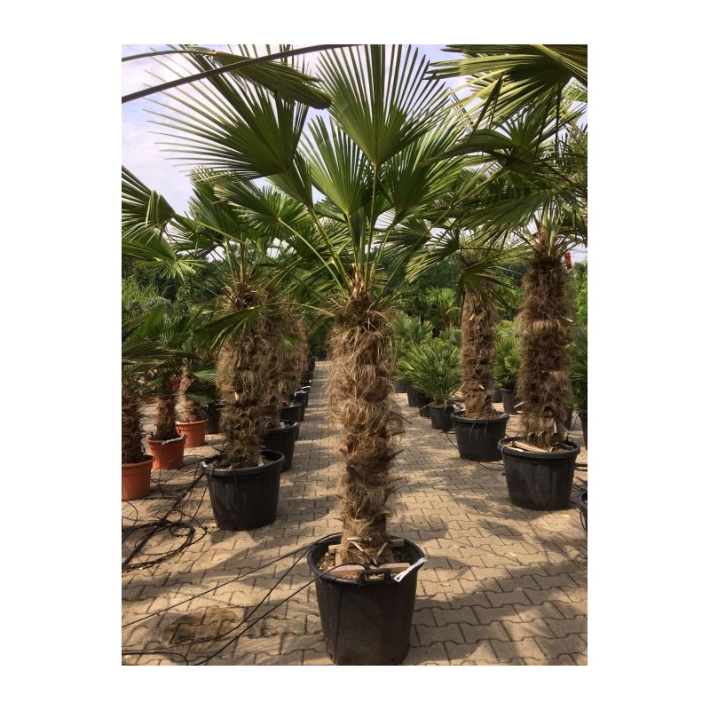 Trachycarpus wagnerianus
