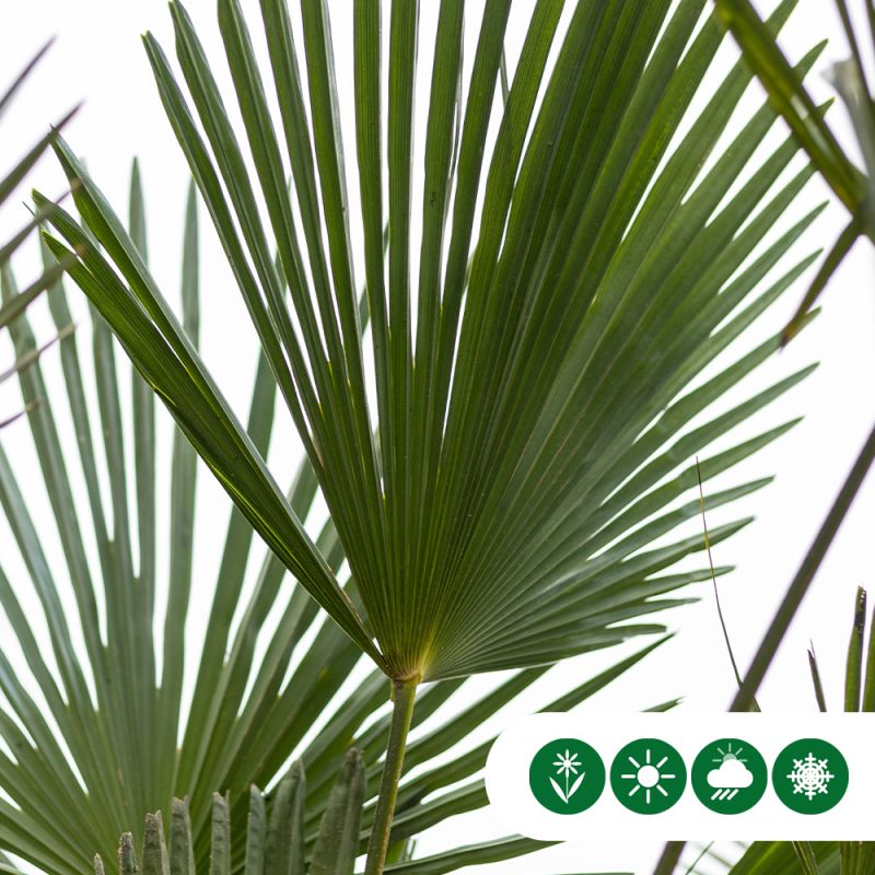 Trachycarpus wagnerianus