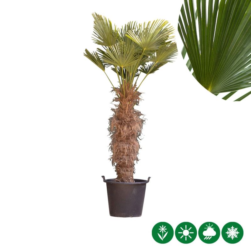 Trachycarpus wagnerianus