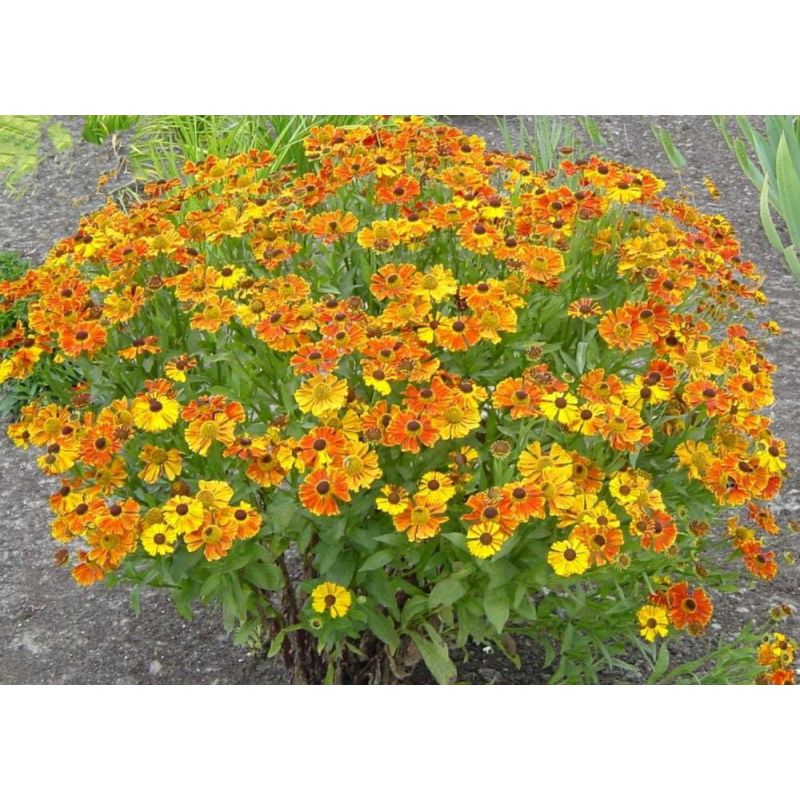 Helenium Waltraut 